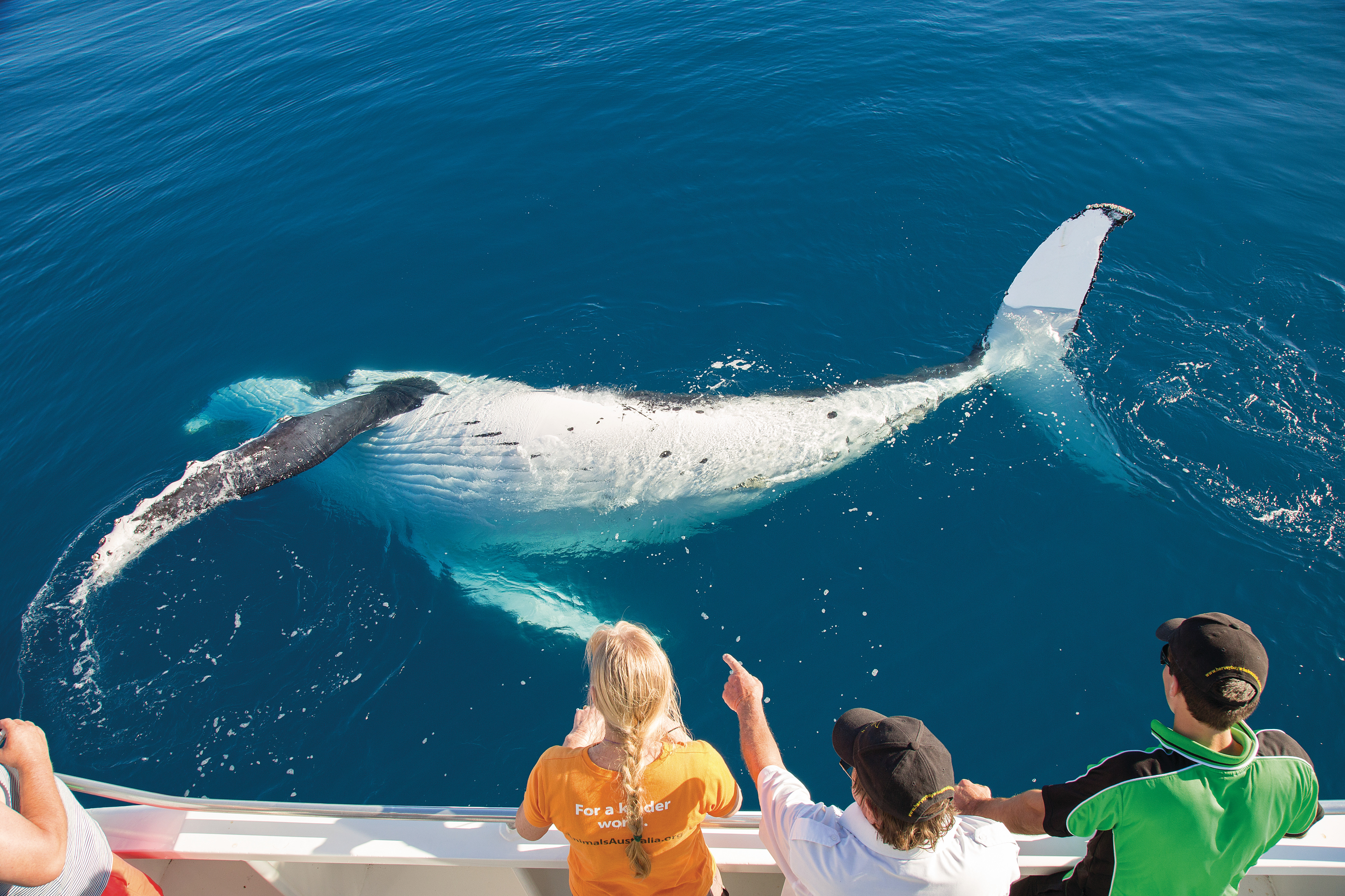 Whale Watching tour, kids watching a whale swim in the water.